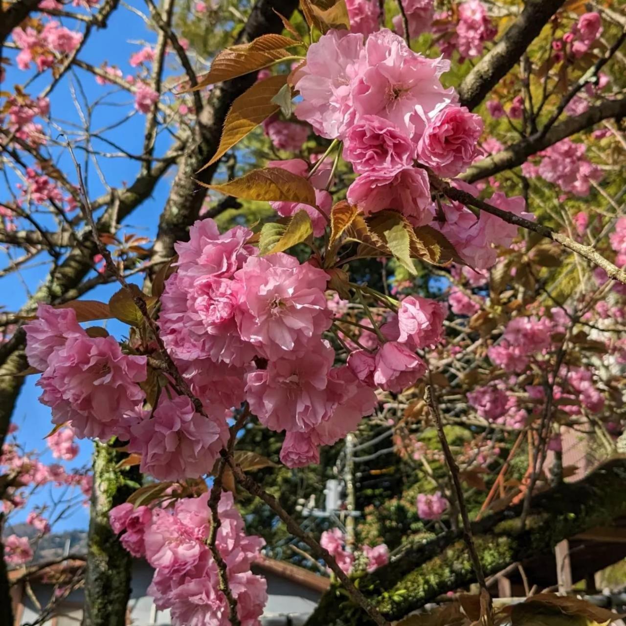 Kappa Tengoku Hakone Buitenkant foto